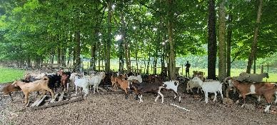 Livestock grazing