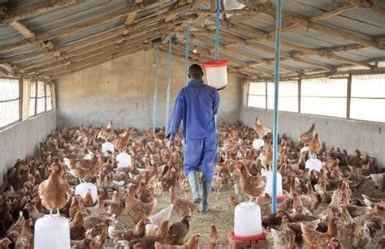 Poultry farm